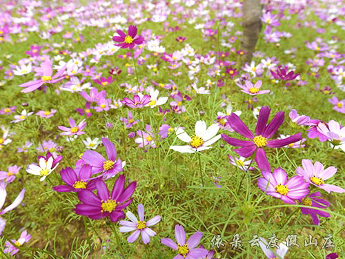花海觀賞