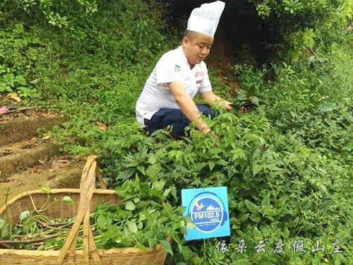 大廚采摘